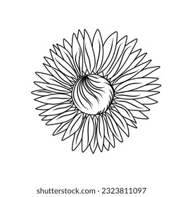 Sunflower vector symbols illustrasion drawn by hands