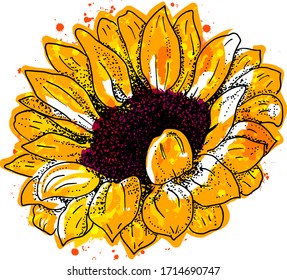 Sunflower, vector watercolor, isolated on a white background