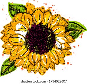 Sunflower, vector watercolor, isolated on a white background