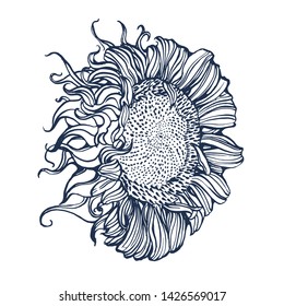 sunflower, vector,hand drawing isolated on white background