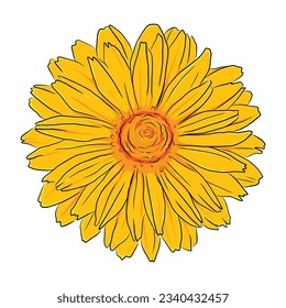 sunflower vectors. flower illustration. Cartoon