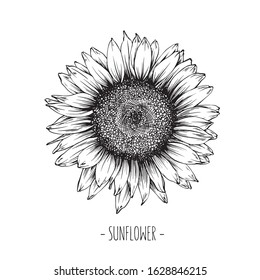 Sunflower vintage engraved illustration. Sunflower isolated . Vector illustration