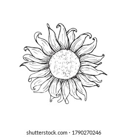 Sunflower vintage engraved illustration. Sunflower isolated . Vector illustration
