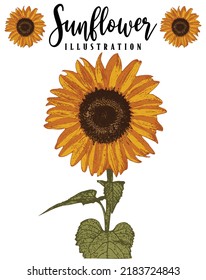 Sunflower vintage engraved illustration. Sunflower isolated . Vector illustration