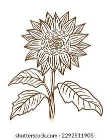 Sunflower. Vintage style. Hand drawn ink illustration