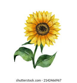 Sunflower Watercolor Drawing. Yellow Flower Isolated On White Background. Hand Drawn Floral Vector Illustration