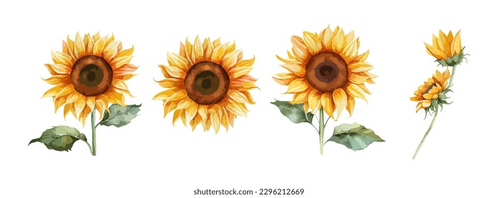 Sunflower watercolor set isolated on white background. Summer yellow blossom flowers collection. Vector illustration