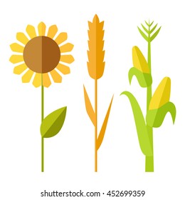 Sunflower, wheat, corn vector. Flat design. Traditional agricultural plants. Illustration for organic farming, industrial growing companies, grocery shops ad, logo element, icons, infographics.  