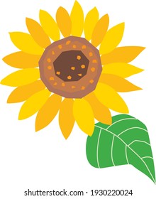 A sunflower which bloomed neatly