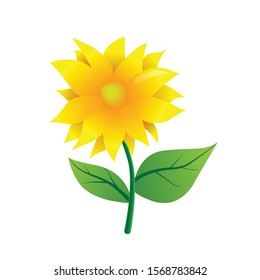 sunflower with white background vector