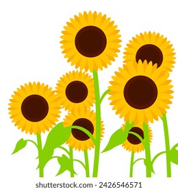 Girasol con pétalos amarillos en flor aislados sobre fondo blanco. Ilustración de un grupo de girasoles de diferentes tamaños. Adecuado para diseños de primavera y verano.