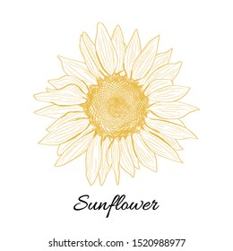 Sunflower yellow blooming sketch illustration. Vector hand drawn isolated illustration. Can be use for organic and natural products. Retro style.