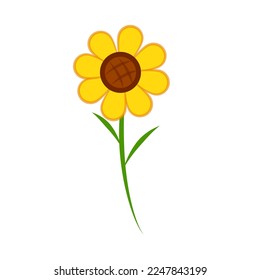 Sunflower, yellow, bright morning, isolated on white background