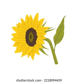 Sunflower yellow flower with green leaf. Vector gardening agriculture plant, source of sunflower oil. Summer harvest and floral design element