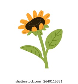 Sunflower, yellow petals, green leaves, stem. Sun flower, summer farm crop, agriculture field food plant with seed head, leaf, stalk. Flat vector illustration isolated on white background