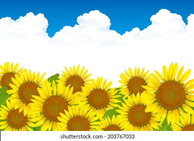 Sunflowers