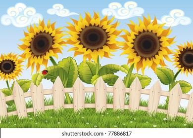 Sunflowers