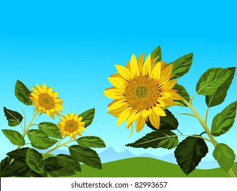 sunflowers against blue sky