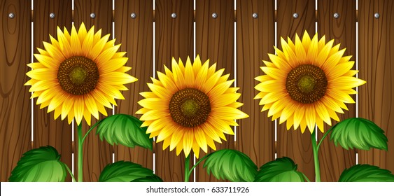 Sunflowers against a fence