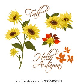 Sunflowers and autumn leaves. Yellow sunflowers on a white background. Vector illustrations are scalable to any size. For fabric, covers, stickers, canvas, printing