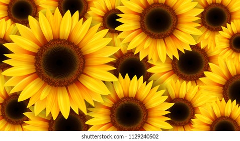 Sunflowers background, summer flowers vector illustration.