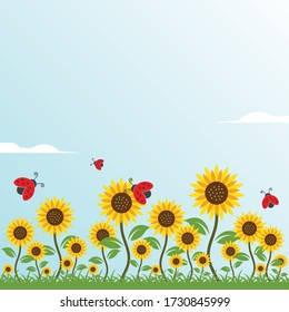 sunflowers background vector illustration design 