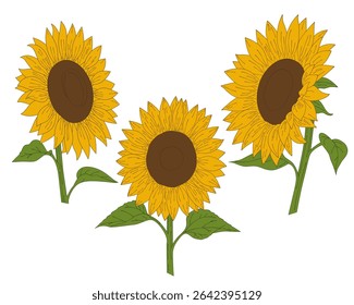 Sunflowers. Beautiful botanical illustrations with yellow sunflowers. Vector colored floral set of summer flowers