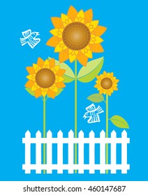 Sunflowers behind the white picket fence