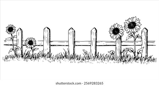 sunflowers behind wooden fence in grassy field hand drawn doodle sketch