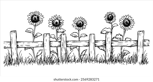 sunflowers behind wooden fence in grassy field hand drawn doodle sketch