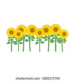 Sunflowers blooming isolated on white background. (Plant, flower in summer, park, garden, farm, outdoors)