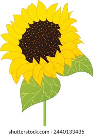 sunflowers are blooming vector illustration