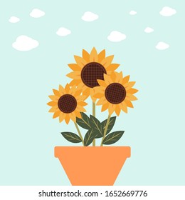 Sunflowers are blooming to welcome the new morning. Sunflower is a gift from nature.