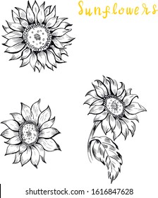 Sunflowers botanical, nature vector isolated characters and lettering on white background . Concept for print, logo, banner, label 