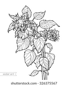 Sunflowers bouquet. Vector. Hand drawn artwork. Love bohemia concept for wedding invitation, card, ticket, branding, logo, label. Gift for girl, women. Black and white. Coloring book page for adults