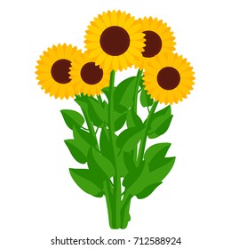 Sunflowers. Bouquet of yellow flowers isolated on white background. Vector illustration. Helianthus set for flower design. Symbol of summer, sun and happiness.