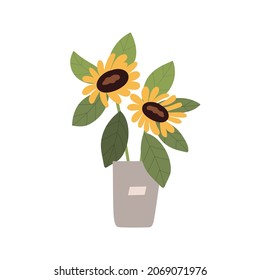 Sunflowers in bucket. Fresh cut field flowers with leaf in vase. Blossomed showy floral plant with leaves in pot. Colored flat vector illustration isolated on white background