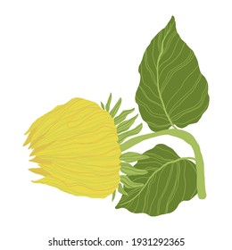 Sunflowers bud isolated on a white background. Vector illustration in flat design. 