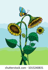 Sunflowers with a butterfly. On a colored background.