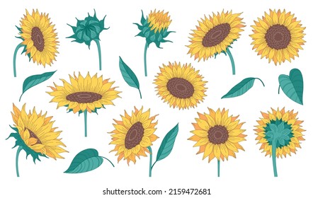 Sunflowers cartoon collection with flowers and green leaves isolated on white background vector illustration