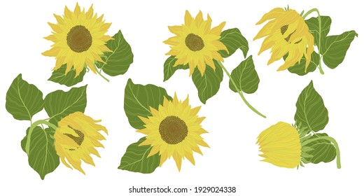 Sunflowers collection isolated on a white background. Vector illustration in hand drawn flat style. 
