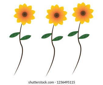 Sunflowers collection on the white background. Yellow flower. Seeds oil. Flat lay, top view. Bio