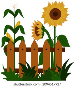 Sunflowers and corn are blooming near the fence. Illustration of a summer countryside, a pretty farm. Vector isolated on a white background