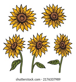 Sunflowers different sides retro old line art etching vector