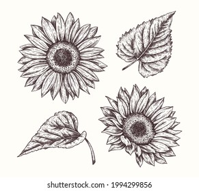 Sunflowers in engraving style. Vector collection of hand drawn flowers. Vintage Botanical Flowers. Flowers and leaves of sunflowers isolated on white background.