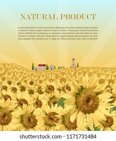 Sunflowers field background Vector. Summer beautiful cards