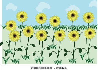 sunflowers field illustration