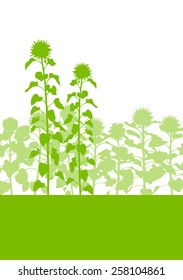 Sunflowers field vector background ecology green concept