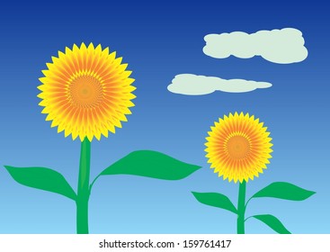 Sunflowers in the fiield