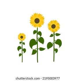 Sunflowers. Flat style. Vector illustration